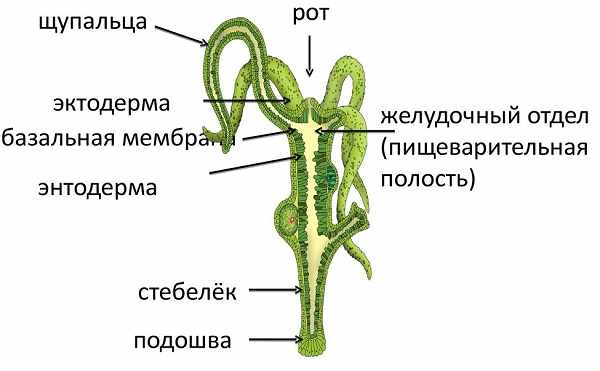 Кракен адрес